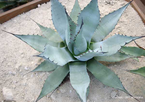 通販 偽物 アガベ パリーネオメキシカーナ 大株 植物/観葉植物