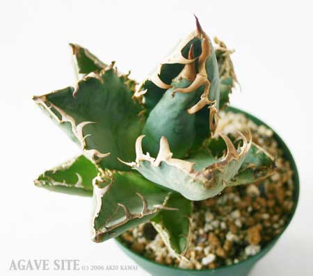 アガベ agave titanota FO-222 agavesite-